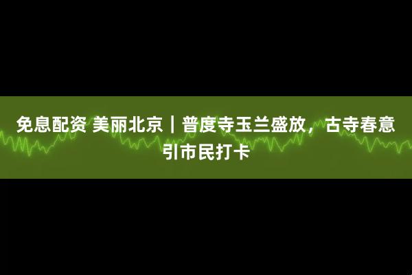 免息配资 美丽北京|普度寺玉兰盛放,古寺春意引市民打卡
