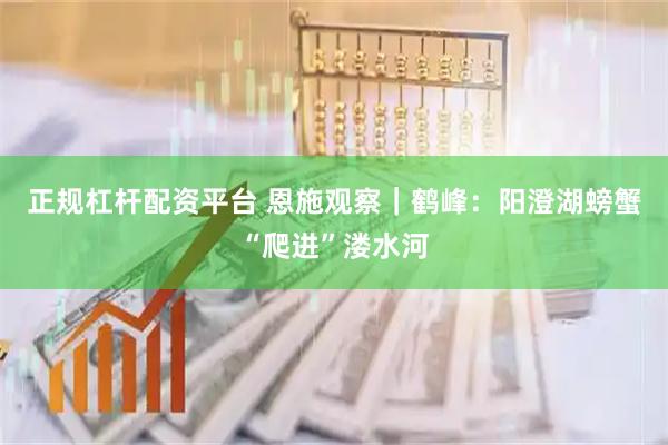 正规杠杆配资平台 恩施观察｜鹤峰：阳澄湖螃蟹“爬进”溇水河